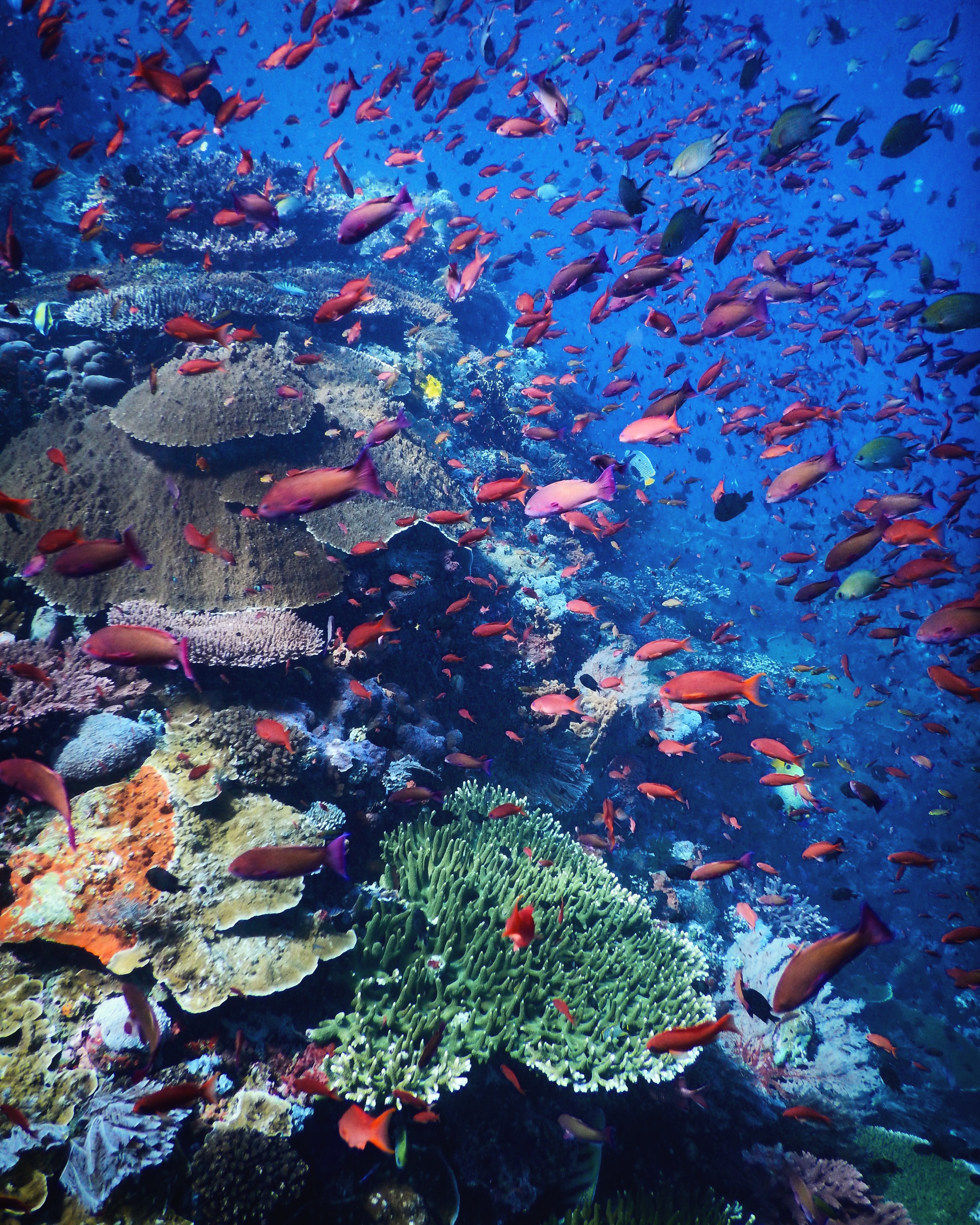 Abundant marine life in Komodo National Park