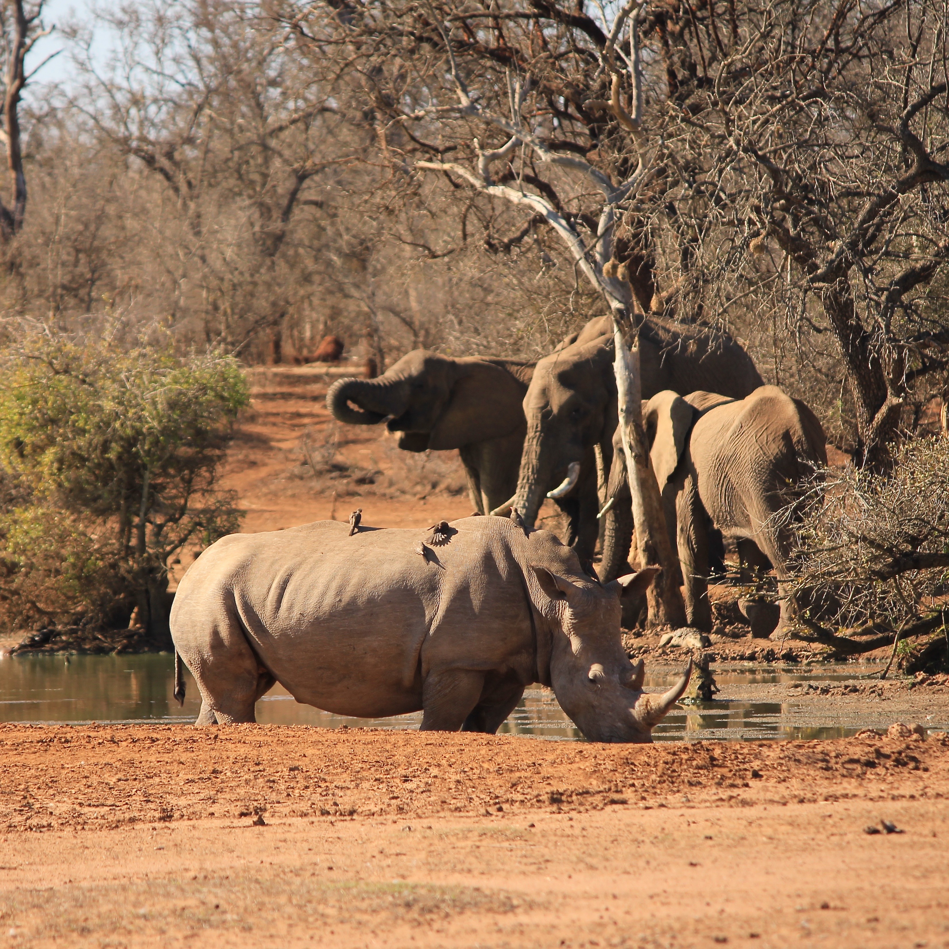 Rhino and elephants at a watering hole in Hlane Swaziland