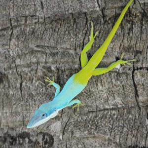 Blue and green Allison's anole lizard Cuba