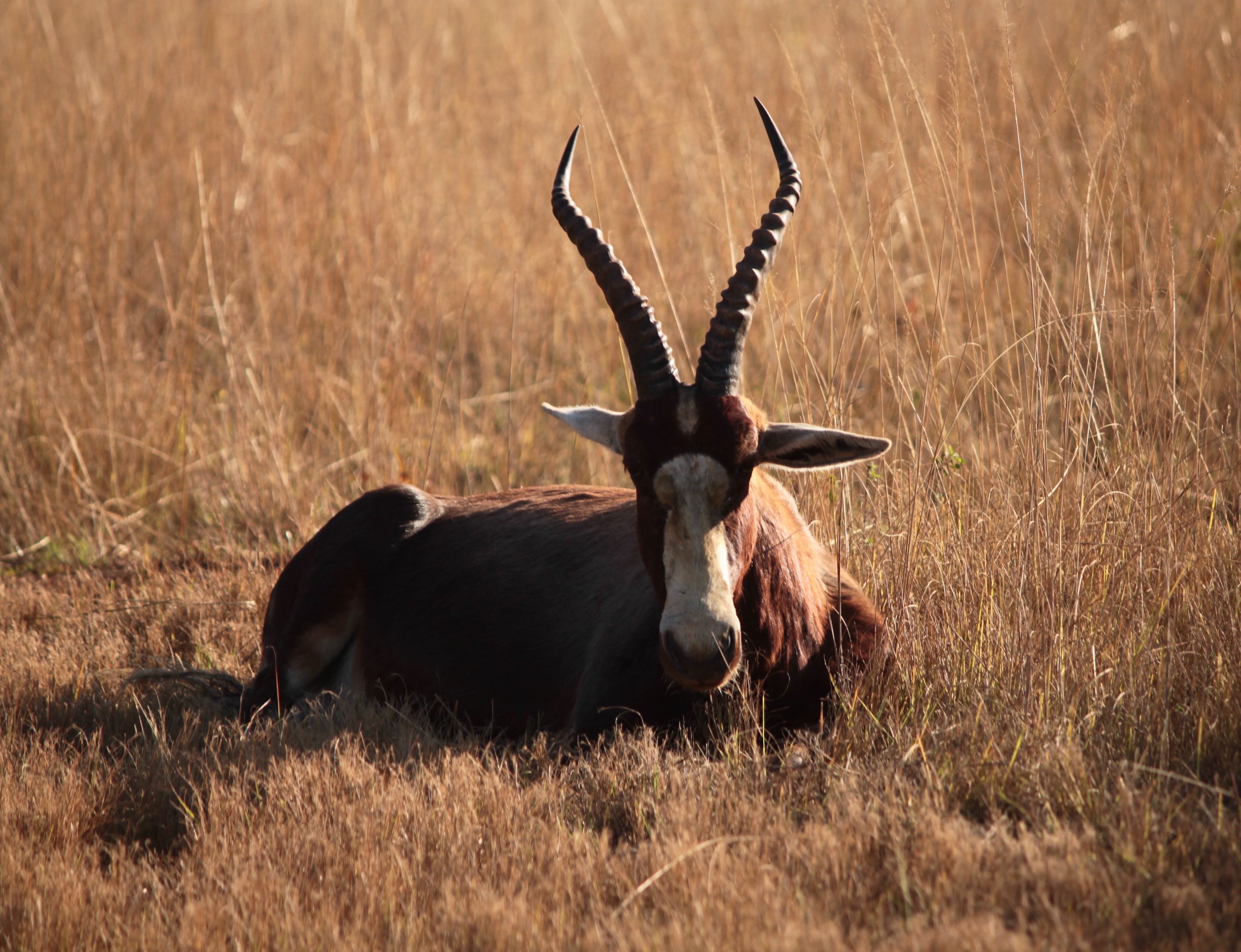 Blesbuck resting in the savannah of Mlilwane Wildlife Sanctuary