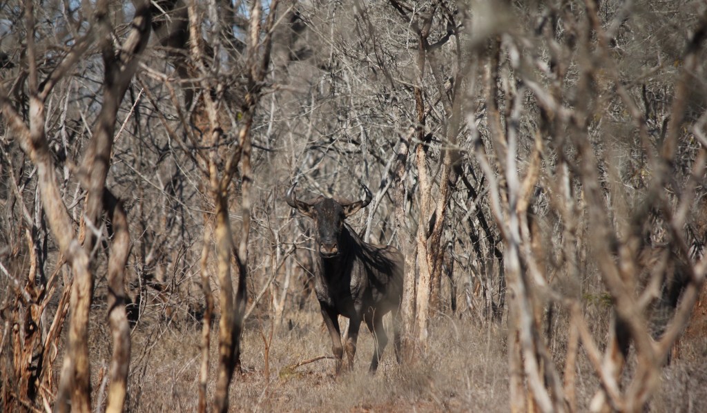 Blue wildebeest looking through the bushes, Hlane Royal National Park