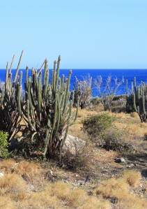 Cacti by the sea Cuba