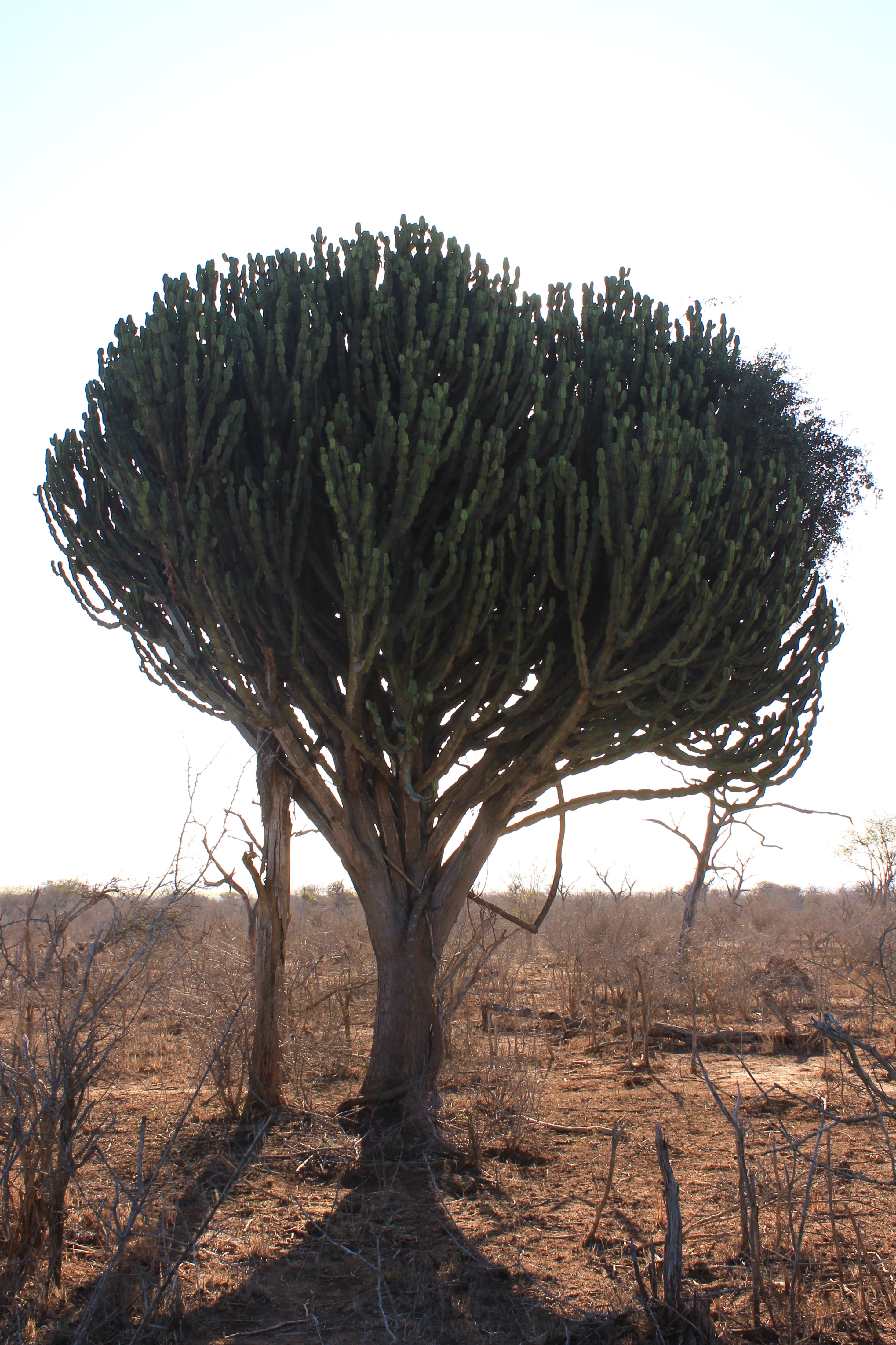 Cactus tree in Swaziland