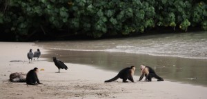 Capuchin monkeys and vultures on a beach in Parque Nacional Coiba