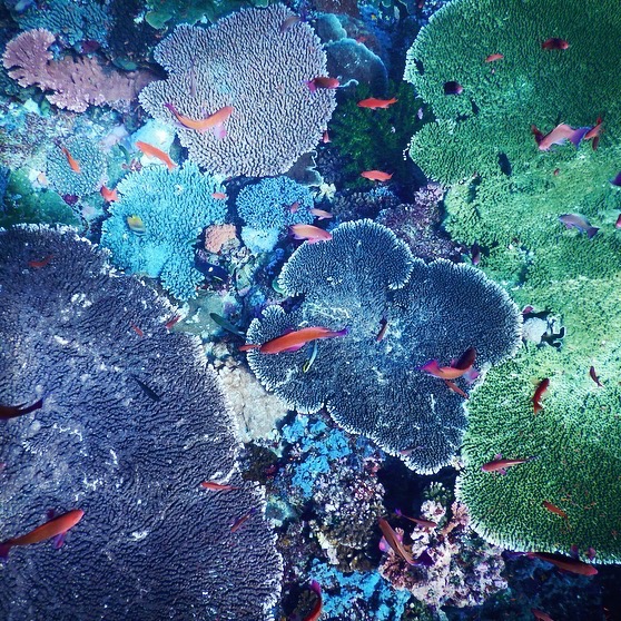 Eagle eye view of colorful corals