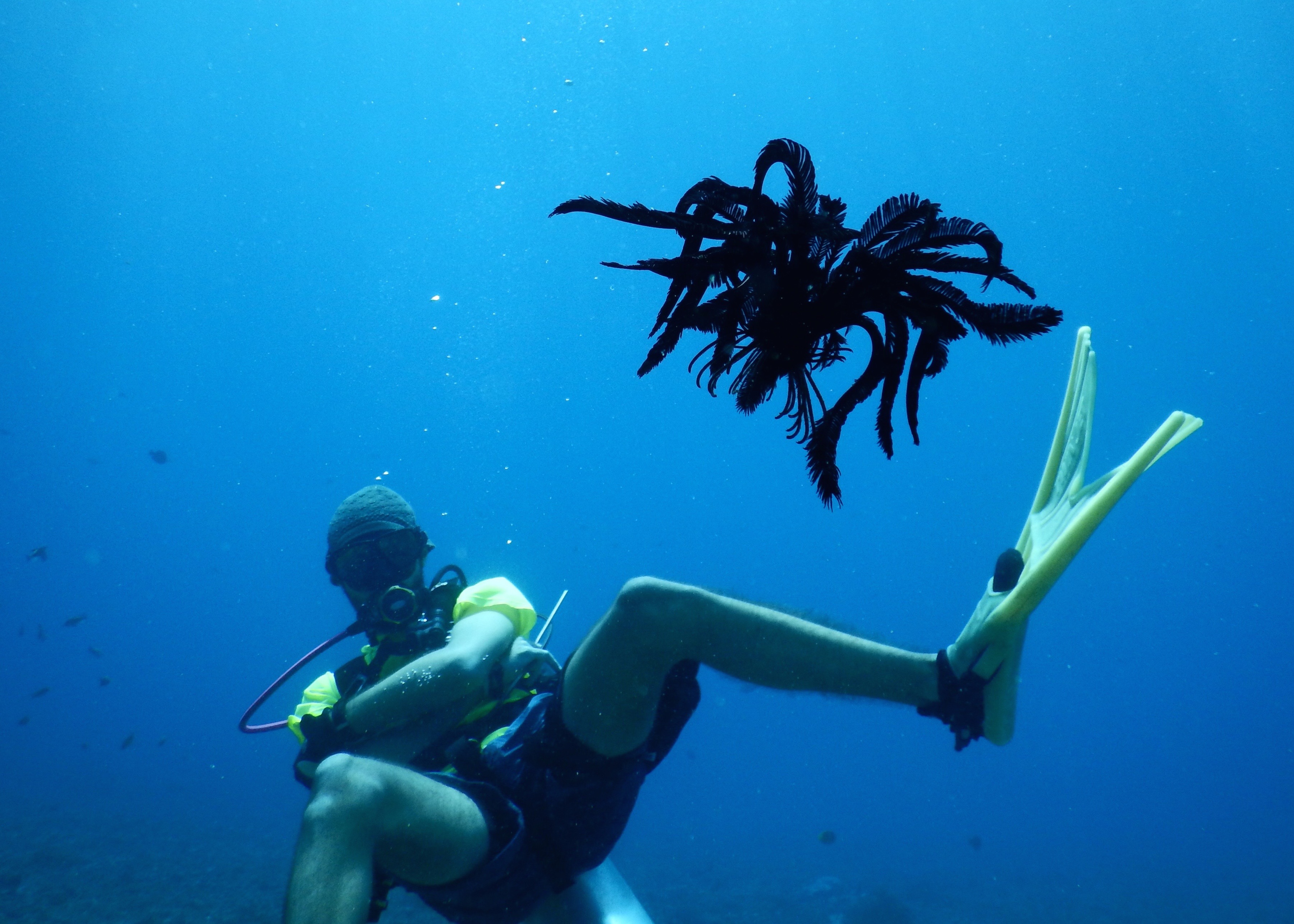 Diver with a feather star