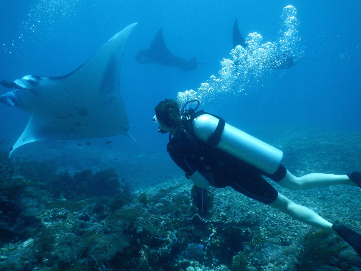 Komodo diving and dragons – 5 days&nbsp;liveaboard