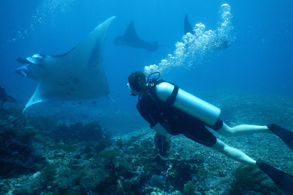 Diving with manta rays in Komodo National Park