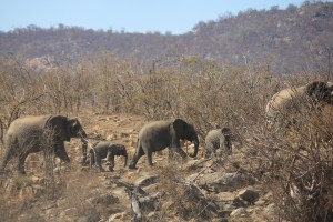 A parade of elephants in the Kruger Park