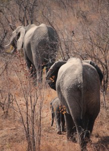 Elephants from the back