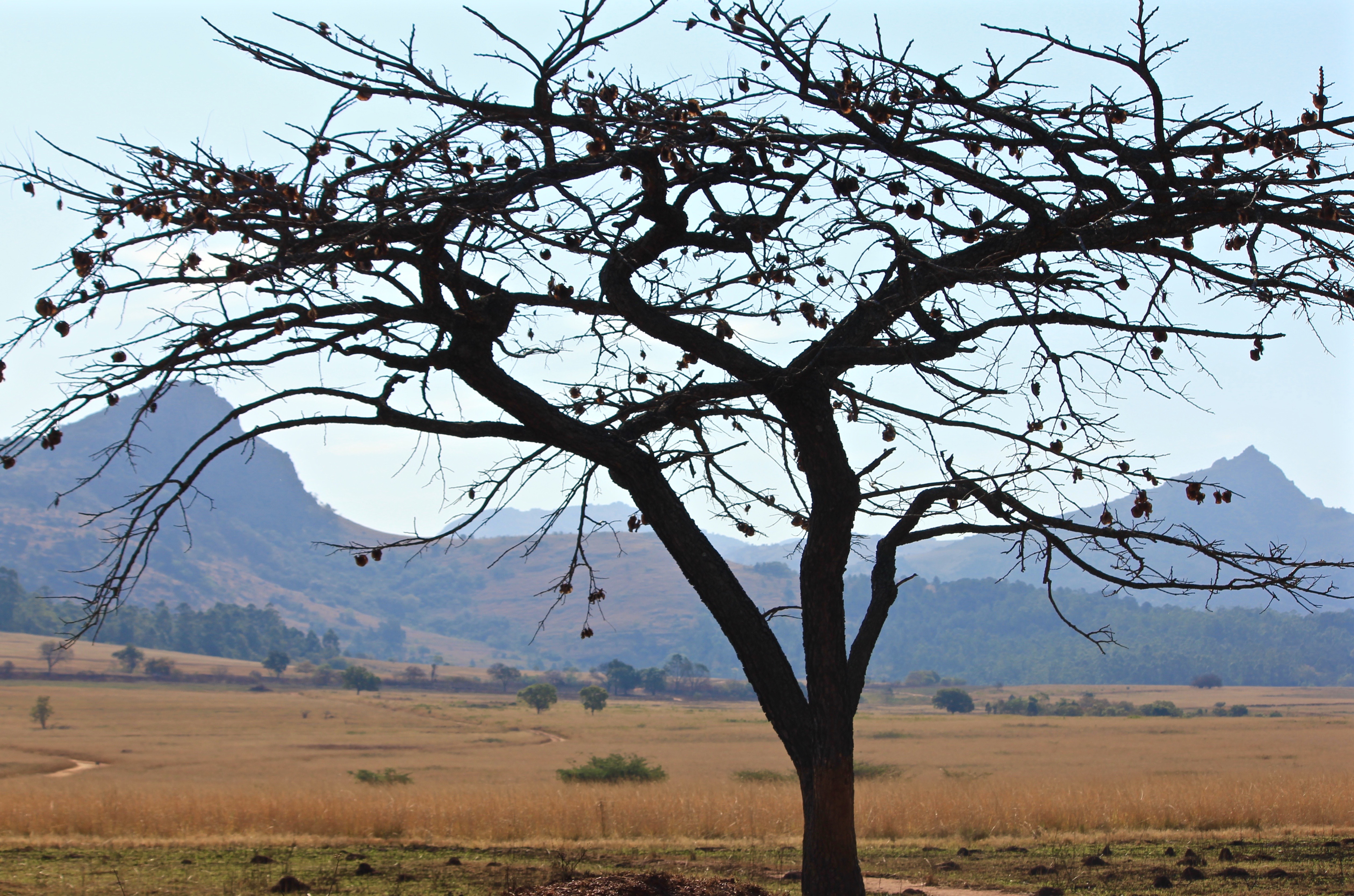 Tree in front of a view over Ezulwini Valley