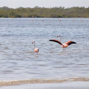 Flamingo lagoon Playa los Cocos Cuba