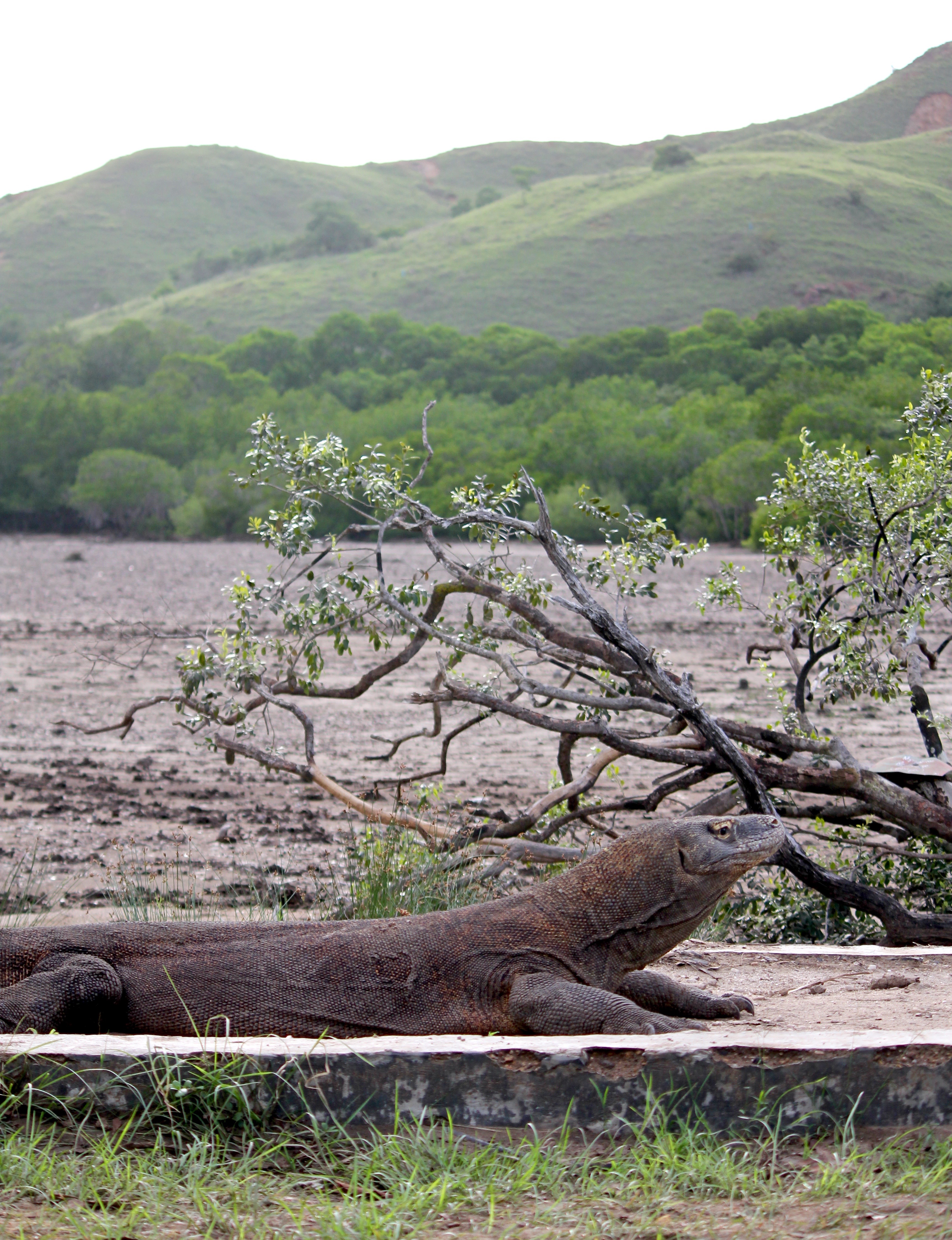 Komodo dragon blocking the path on Rinca island