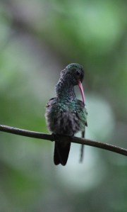 Grooming hummingbird
