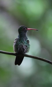 Wet hummingbird sitting on a branch