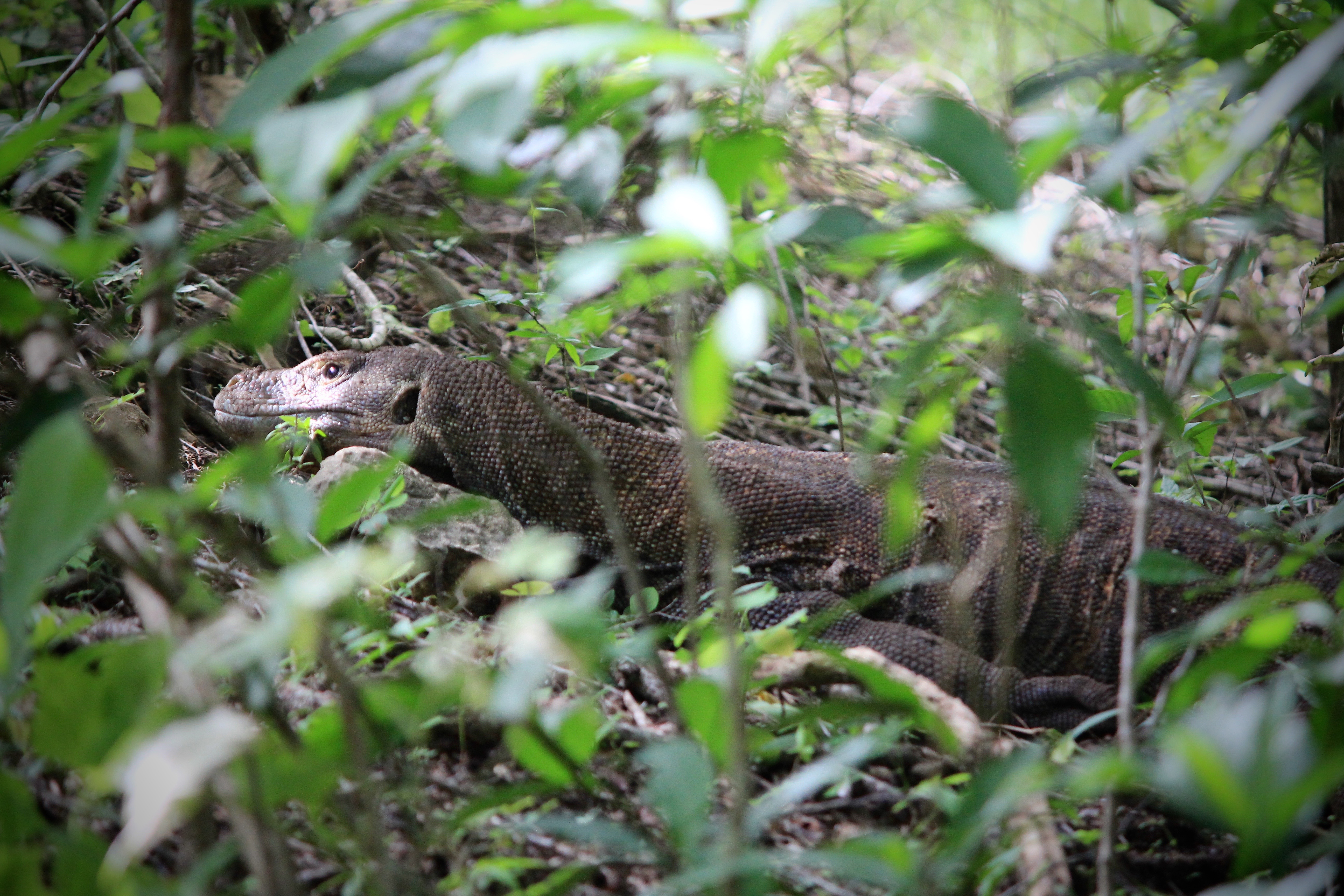 Komodo dragon hidden in the bush on Rinca island