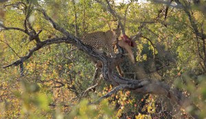 Leopard eating an impala in a tree