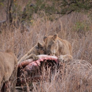 Sharing is caring, lioness and cub