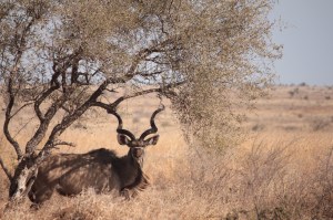 Male kudu under a tree in the savannah