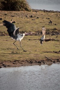 Marabou stork fighting with an eagle