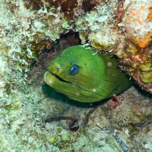 Moray eel, diving in Playa los Cocos Cuba