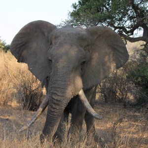 Angry old elephant
