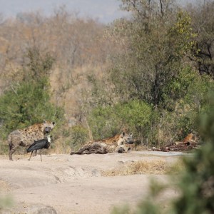 Pack of hyenas resting after a meal