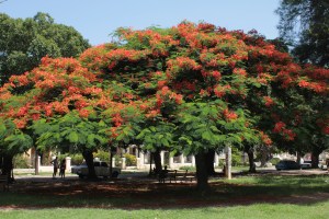 Acacia tree in a park in Vedado Havana