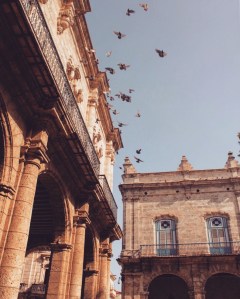 Pigeons on Plaza de Armas Habana Vieja