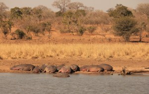 Hippos resting by the river