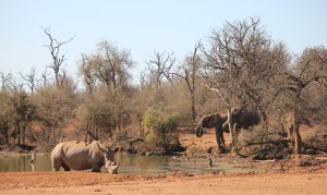 Hlane rest camp watering hole with rhino and elephants