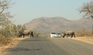 Rhinos crossing the road in the Kruger Park