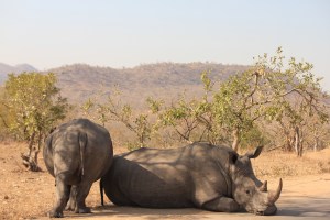 Rhinos relaxing by the road, Kruger Park