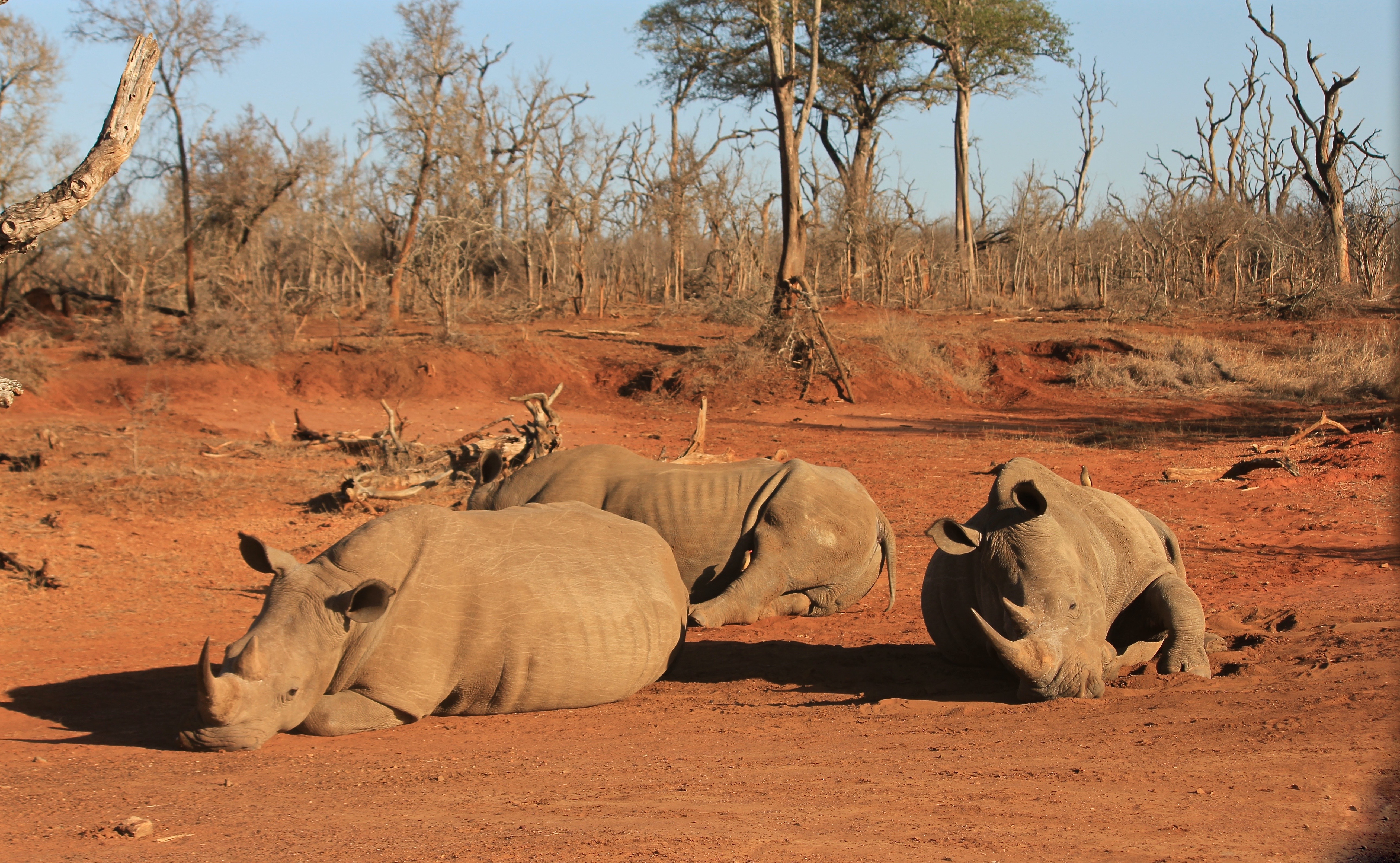 Three rhinos resting in the sun