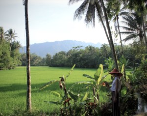 Rice fields near Borobudur