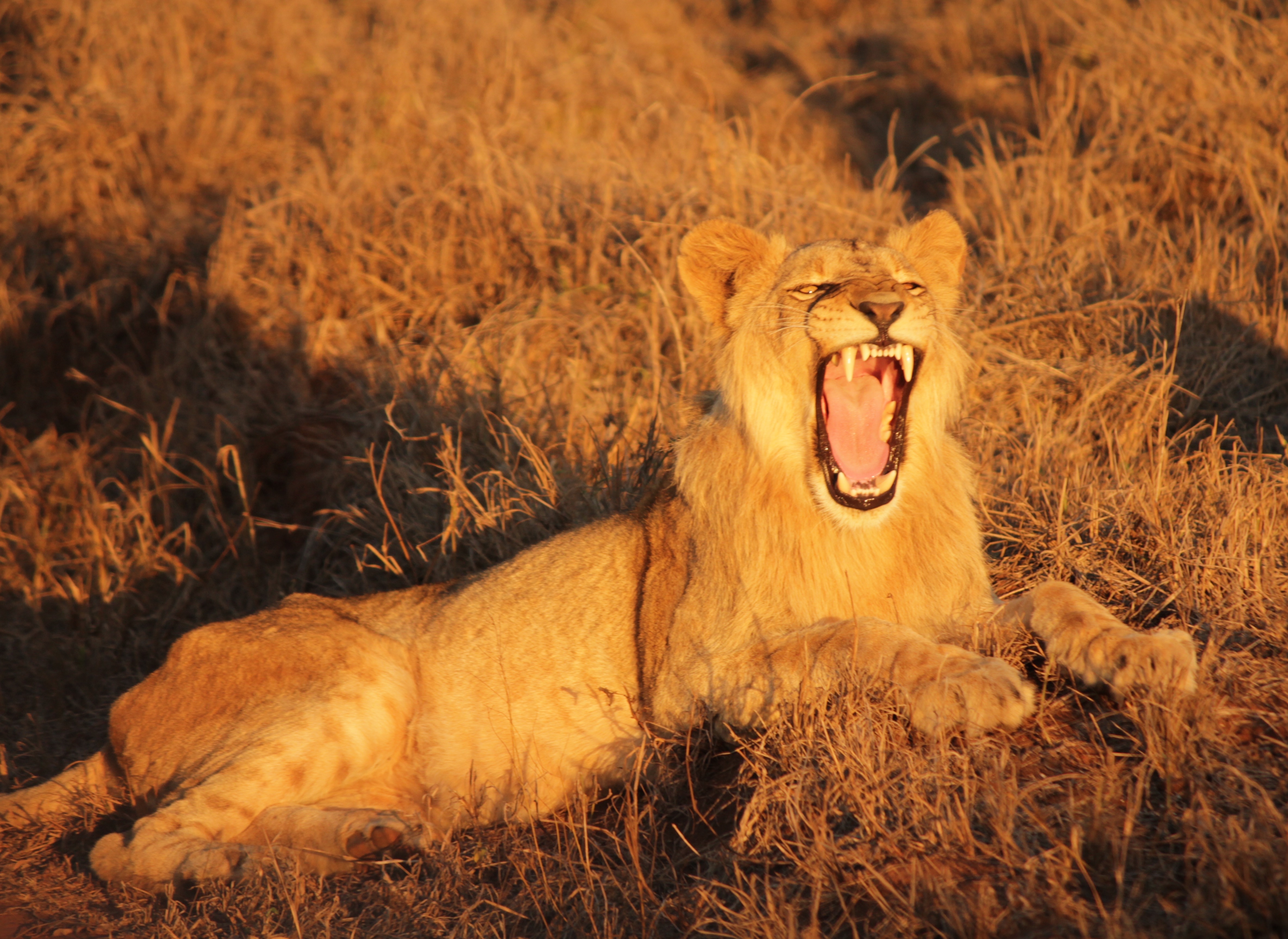 Lion yawning Hlane Royal National Park