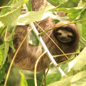 Sloth in a tree in Parque Soberania Panama