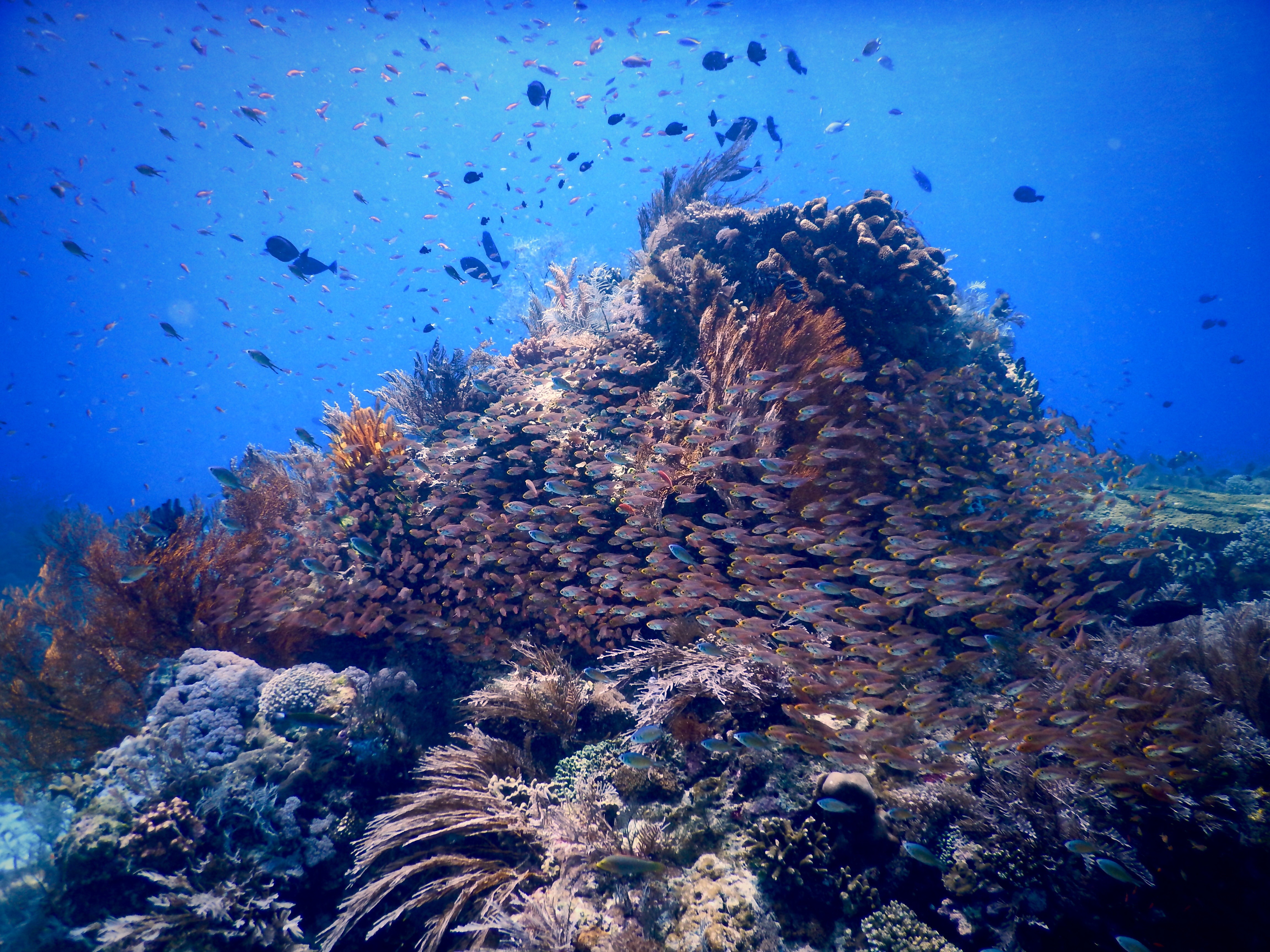 Underwater scene with plenty of fish, diving in Komodo National Park
