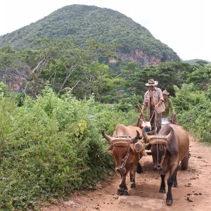 Farmers on a bull-drawn cart in Vinales