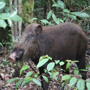 Wild boar in Tanjung Putting Kalimantan