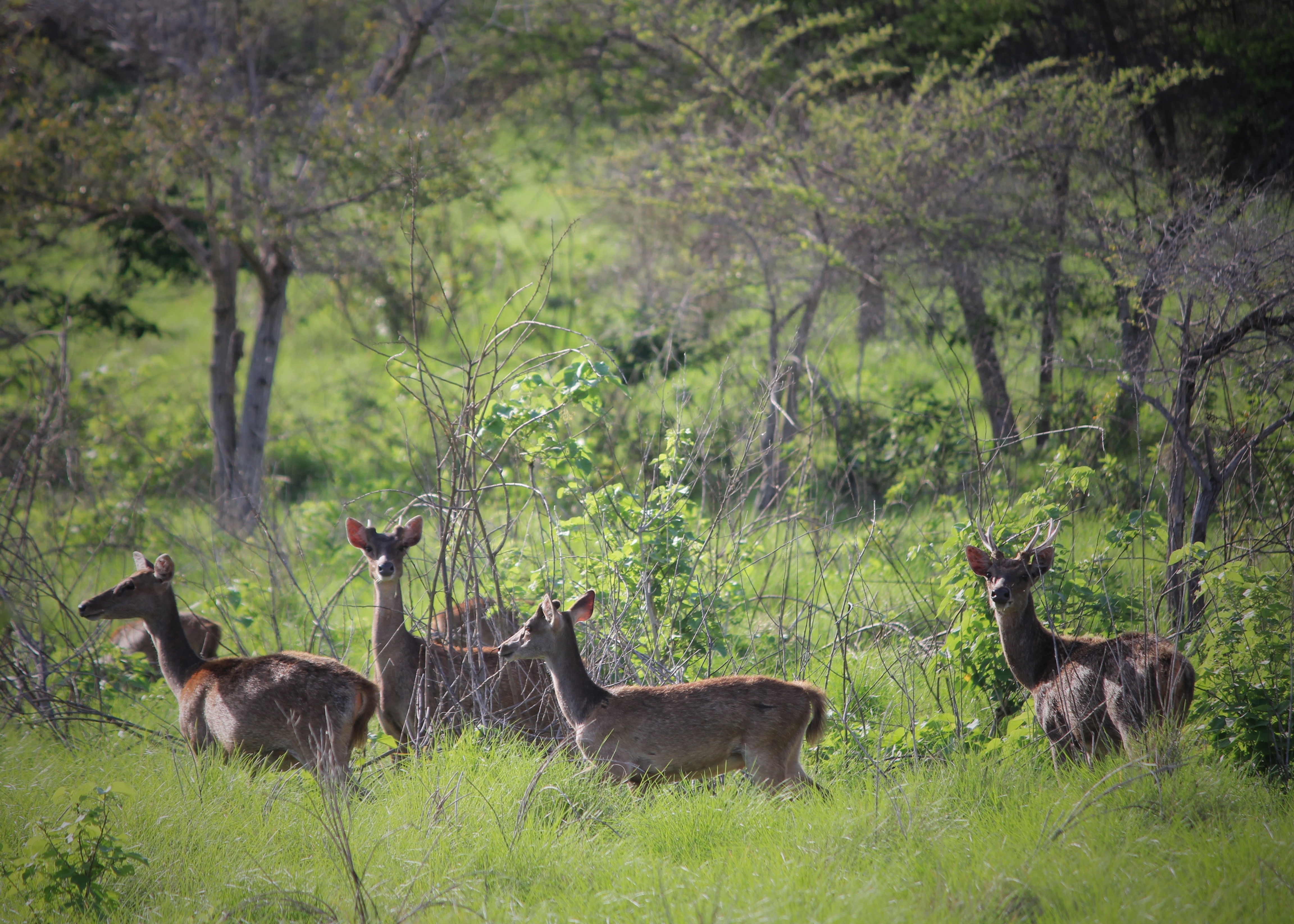 Wild deer on Padar Island, Komodo National Park