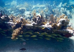 Wreck diving just off the coast of Playa los Cocos