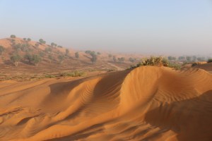 Al Wadi desert in the early morning