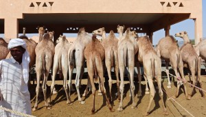 Row of dromedaries at Al Ain camel market