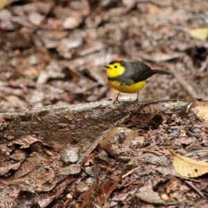 Collared whitestart sitting on the ground in La Amistad Panama