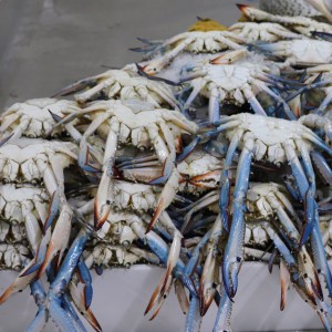 Blue crabs at the Deira fish souk, Dubai