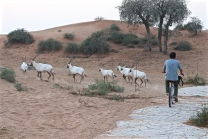 Cycling in the middle of a herd of Arabian oryx