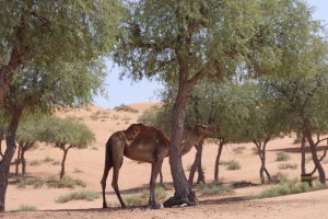 A dromedary by the road in Ras Al Khaimah