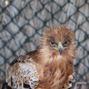 Eagle headshot, Kalba Bird of Prey Centre
