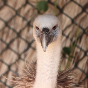 Griffon headshot, Kalba Bird of Prey Centre
